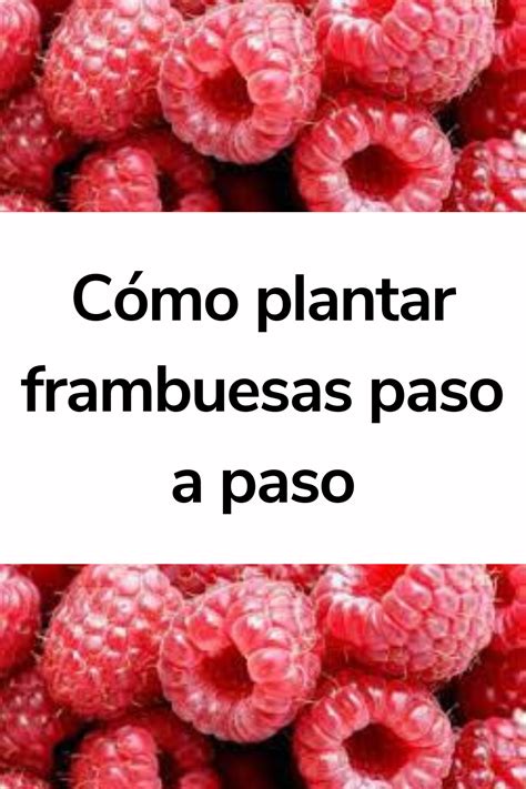 Cómo plantar frambuesas paso a paso Plantar Paso a paso Nutricional