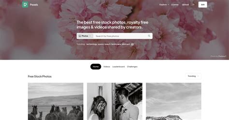 How to Use the Pexels API to Randomize Images with Bannerbear - Bannerbear
