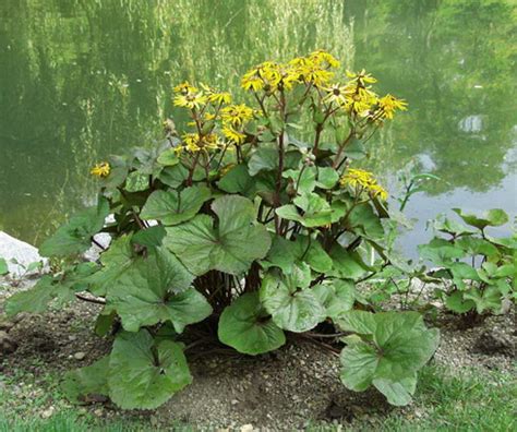 Ligularia Dentata | Decorative effect, Flower