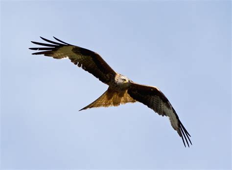 Red Kite Milvus Milvus Röd Glada Sperlingsholm Halmsta Flickr