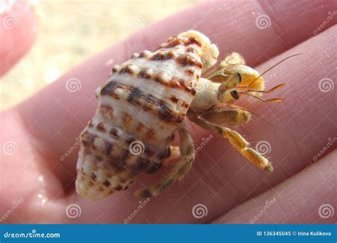 Macro Photo Of A Tiny Crab In A Striped Shell On A Human Hand Stock