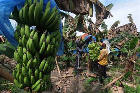 Panen Pisang Cavendish Di Sawit Boyolali Buah Primadona Di Dunia