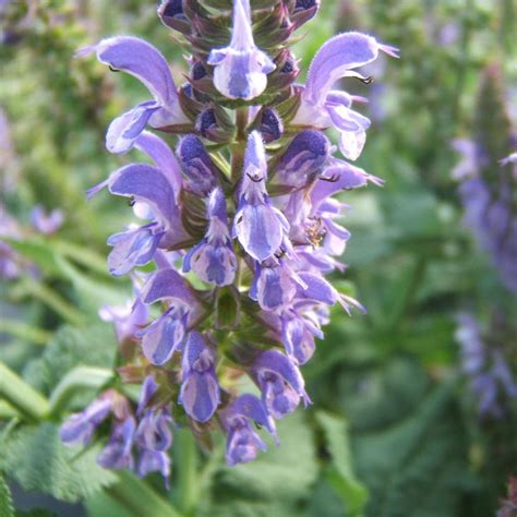 Lyrical Silvertone Meadow Sage Van Wilgens Garden Center