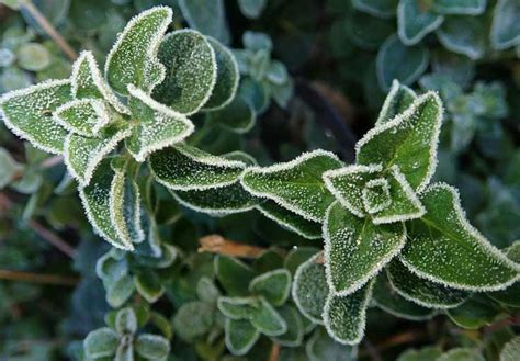 How Often Should You Water Oregano The Backyard Pros