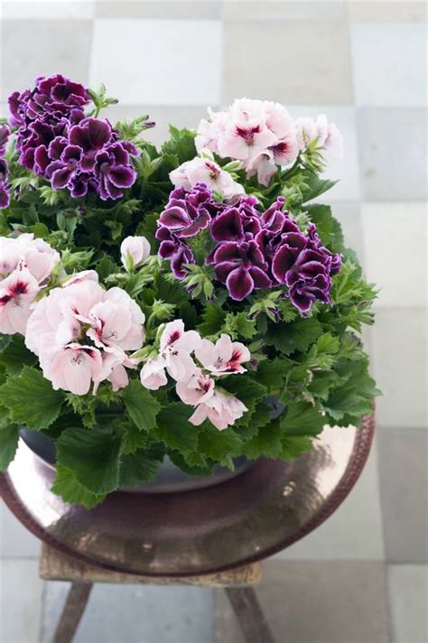 Пеларгонія домашня королевська плющолиста і тюльпаноподібна, посадка з ...