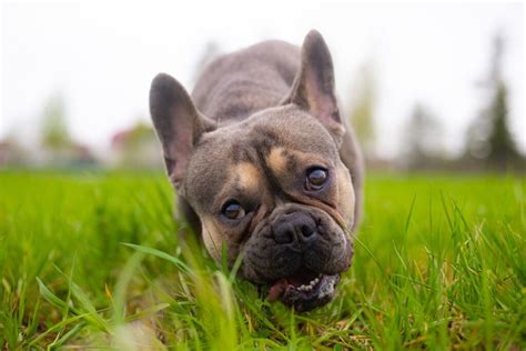 Por Que Meu Cachorro Come Grama