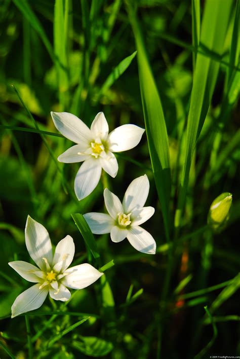 White Flowers