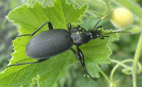 Вредители Сада Фото И Названия – Telegraph