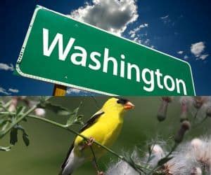 35 Backyard Birds in Washington State - Birdwatching Central