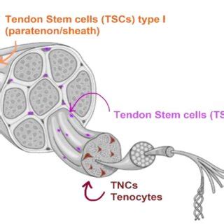trunk tendon differentiation model   axial tendon signals