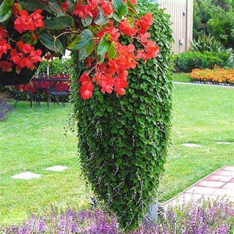 Дихондра – посадка и уход, фото сортов и видов