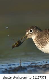 Solitary Sandpiper Images Stock Photos Vectors Shutterstock