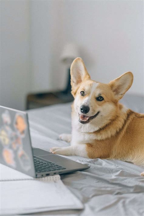 Ethical Puppy Breeding: Key to Healthier, Happier Dogs