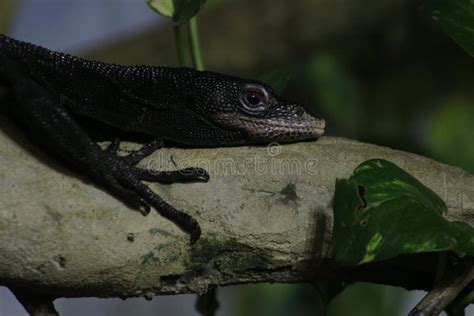 Varanus Beccarii Also Known As Black Tree Monitor Stock Photo Image