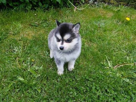 Pomsky Puppies For Sale Miami Fl 291924 Petzlover