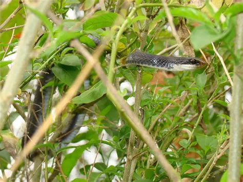 Southern Black Racer Facts Diet Habitat And Pictures On Animaliabio