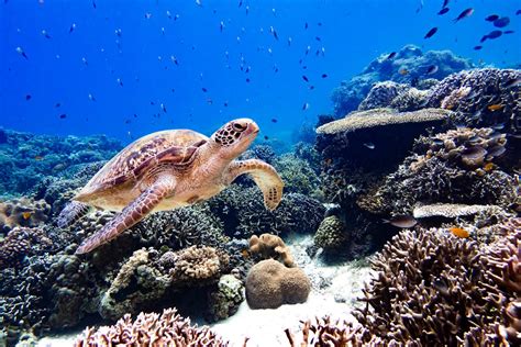 Giugno Giornata Mondiale Della Barriera Corallina Ambiente Mare