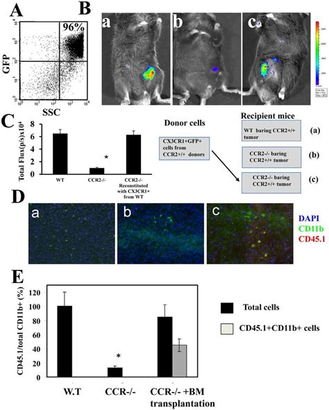 Bone Marrow Derived Cx Cr Cells Are Drivers Of Tumor Angiogenesis