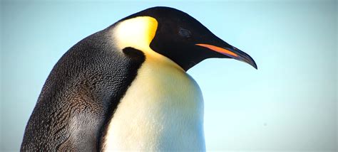 Definitive Guide To Eastern Rockhopper Penguin Facts Habitat