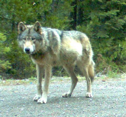 Repopulation Of Wolves In California Wikipedia