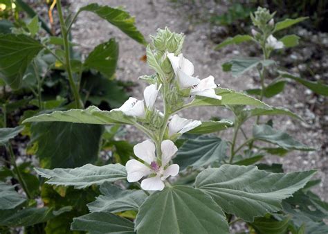 Malvavisco Propiedades Medicinales Historia De Los Masmelos Y Más