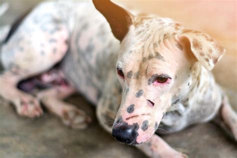 Como Curar Sarna De Cachorro - Sarna em cachorro: 4 etapas essenciais para uma recuperação segura e ...
