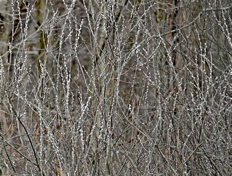 Pussy Willows Meow Farm And Dairy