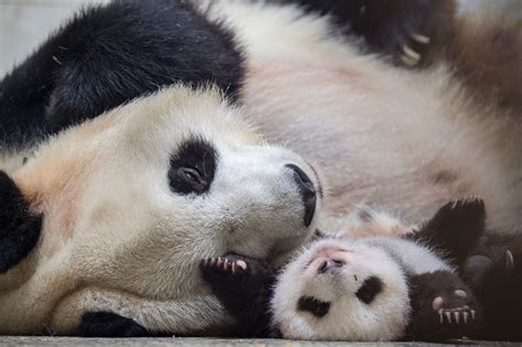 scenes   photographing pandas national geographic