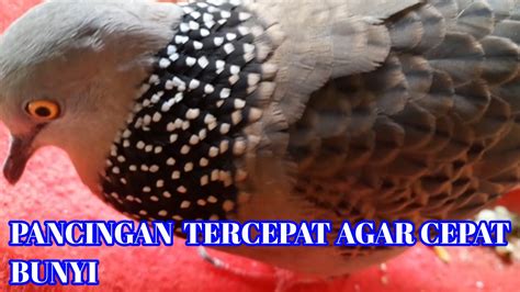 Pancingan Derkuku Agar Bunyi YouTube