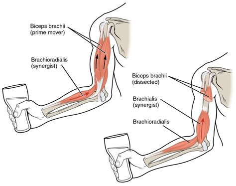 Major Skeletal Muscles of Human Body and Interactions | BIO103: Human ...