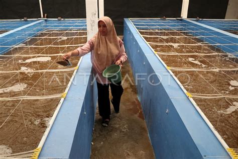 Produksi Benih Udang Vaname ANTARA Foto