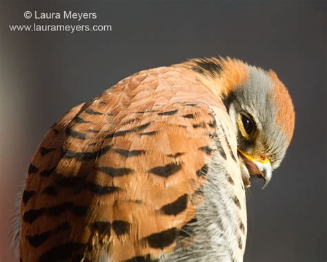 Birds Of Prey Archives Laura Meyers Photography