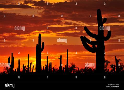 Ironwood Forest National Monument At Sunset In The Sonoran Desert Near