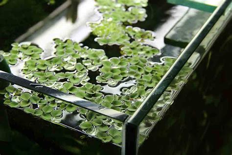 Сальвиния плавающая - жизненный цикл в аквариуме