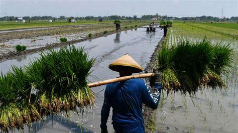 Musim Tanam Padi Gadu Di Madiun