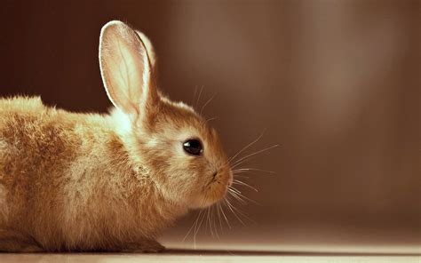 🔥 [79+] Baby Bunny Wallpapers | WallpaperSafari