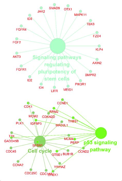 Bioinformatics Analysis Of CircDENND2A Associated CeRNA Network