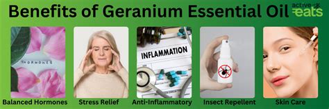 Unveiling The Wonders Benefits Of Geranium Essential Oil Coach