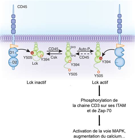 4 Repr Sentation Sch Matique De La R Gulation Du Signal TCR Par Lck