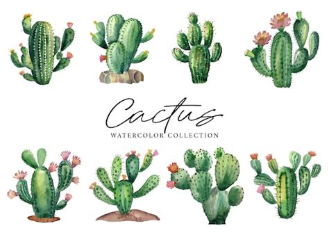 Premium Vector Cactus Succulents Plants Watercolor Collection On