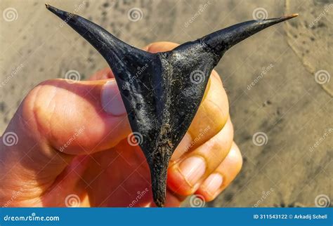 Black Spines Of A Plant On The Beach Looks Like Devi Stock Photo
