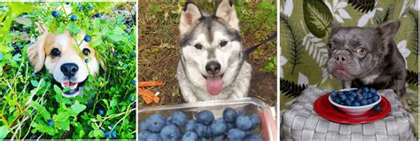 Are Blueberries Safe Dogs
