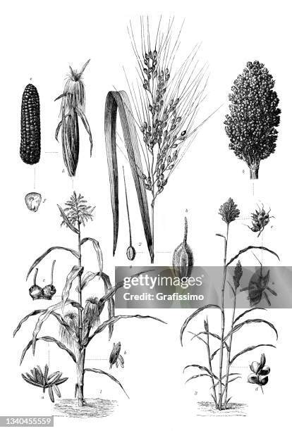 Vintage Drawing Of Corn Photos And Premium High Res Pictures Getty Images