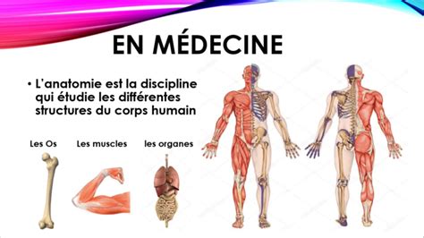 Anatomie Le Corps Humain Tutorat D Anatomie Part Youtube