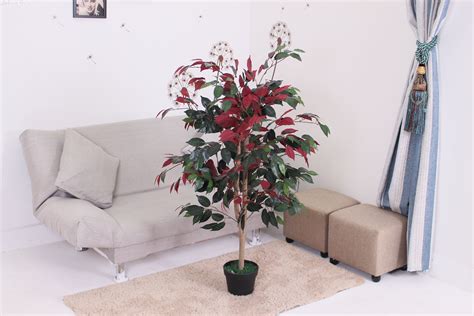 Фикус с красными листьями - 78 фото