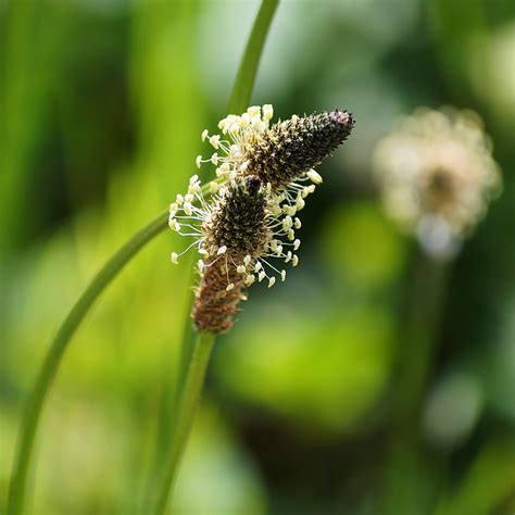 Spitzwegerich Spitz Wegerich Plantago Lanceolata Flickr