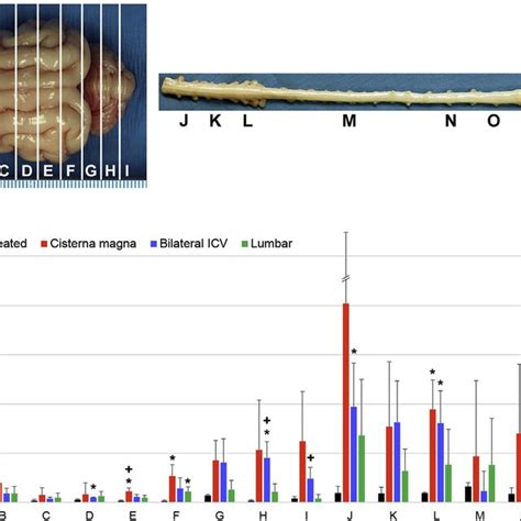 B Gal Enzyme Activity In The Cat CNS At 1 Month A At Necropsy The