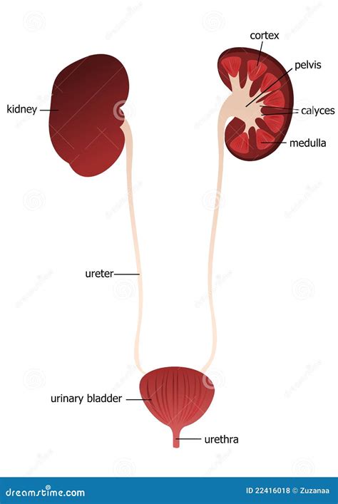Ureteres