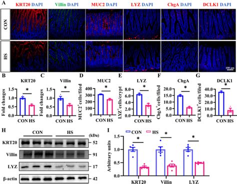 Hs Inhibits The Differentiation Of Iscs Into Functional Cells A