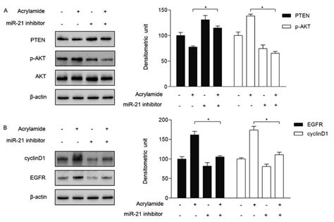 Mir 21 Regulated The Signaling Pathway Of Mir 21 Pten Akt In Hepg2